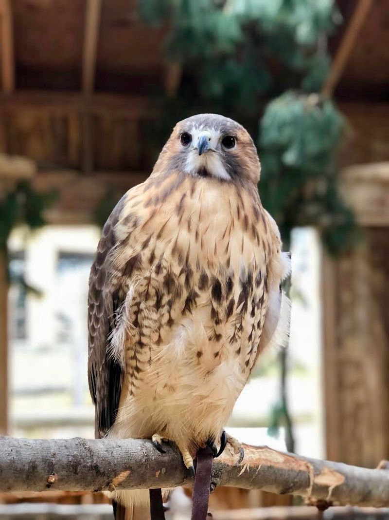 What The Wildlife Center Of Long Island Actually Does Every Single Day