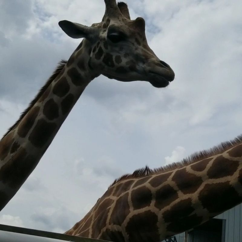 The Walk-Through Zoo Area: Small But Genuinely Rewarding