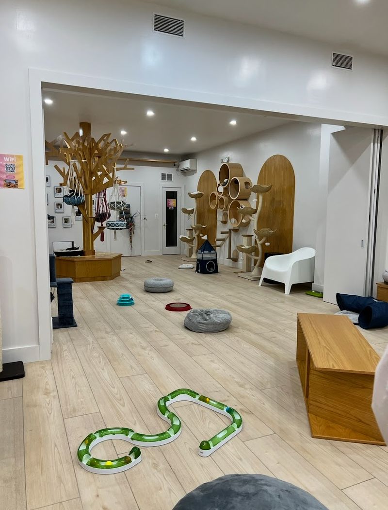 Family-Friendly Sessions That Welcome Younger Cat Enthusiasts