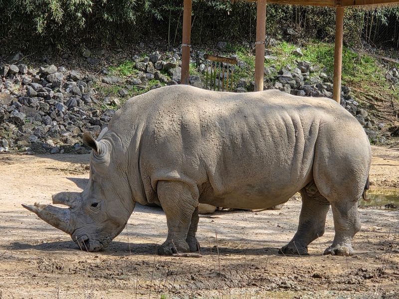 White Rhinos In The African Veldt Zone