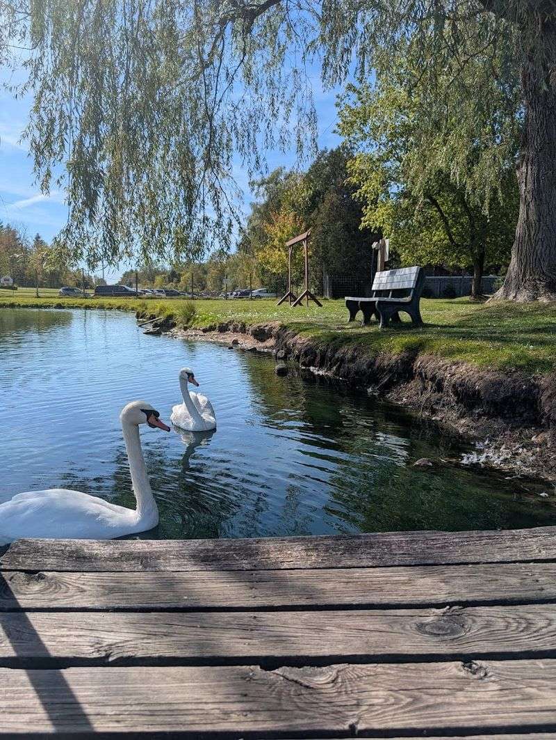Wild Creatures Playland And The Fun Beyond The Enclosures