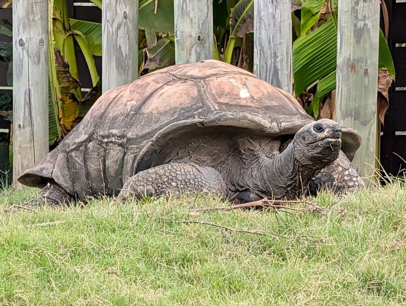 Tortoise Feedings Offer A Surprisingly Personal Wildlife Moment