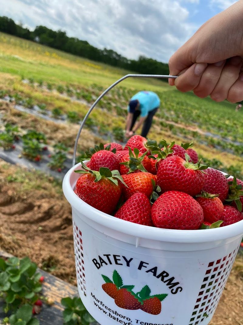 Batey Farms, Murfreesboro