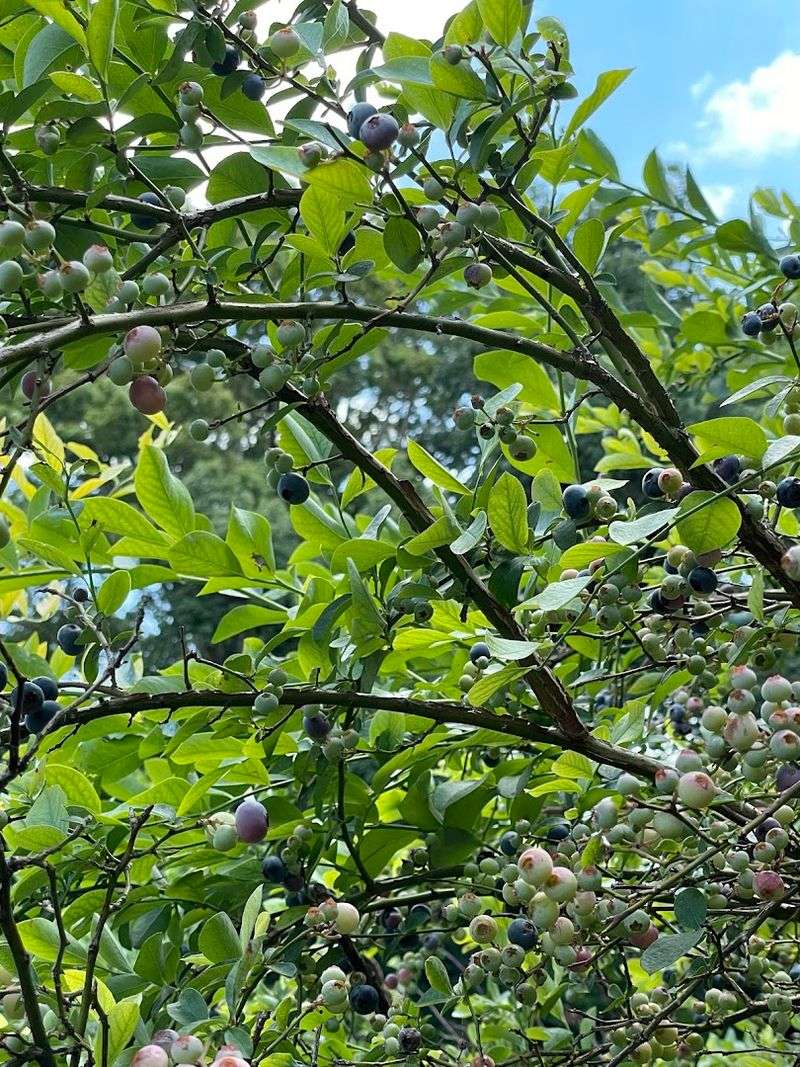 Beauchene Berry Farm, Knoxville