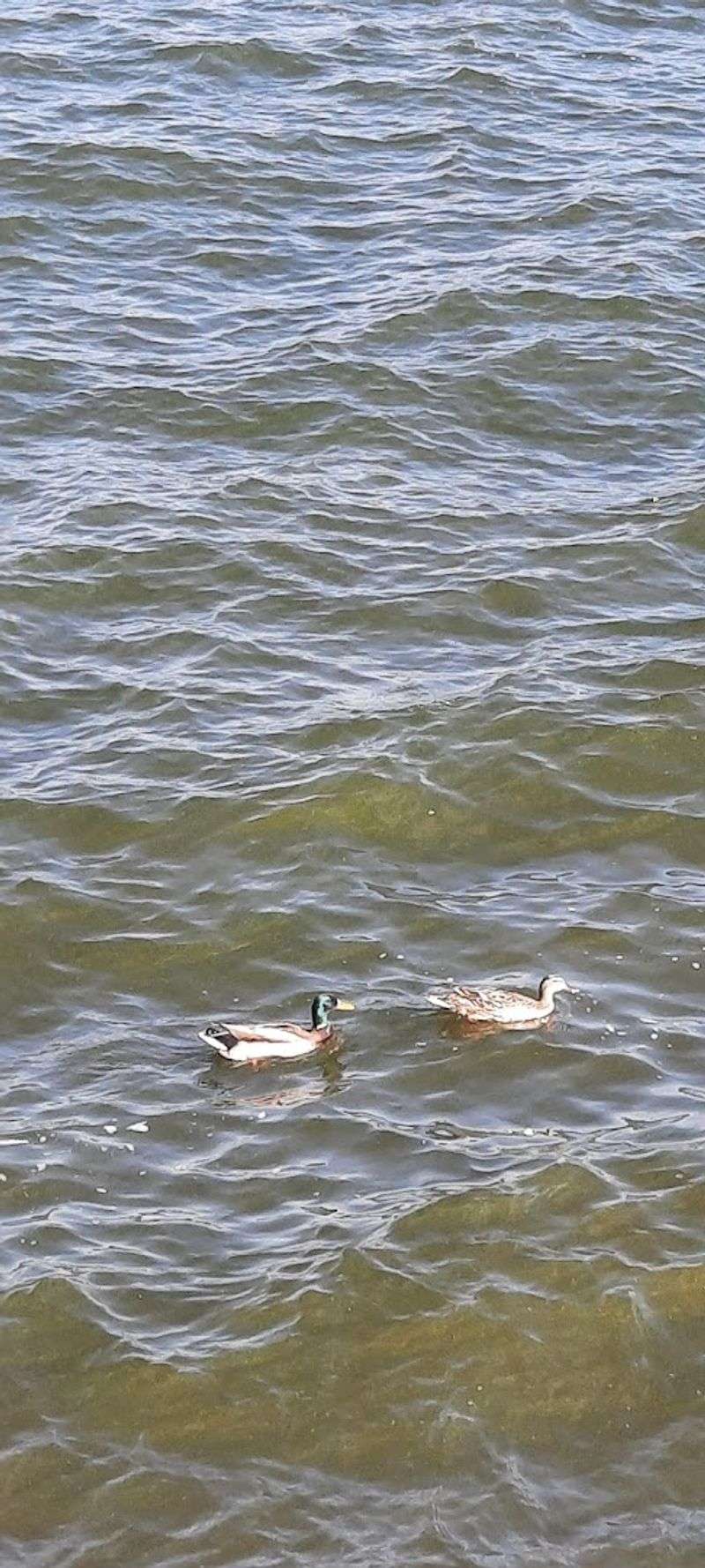 Wildlife Viewing And Bird Watching Tips