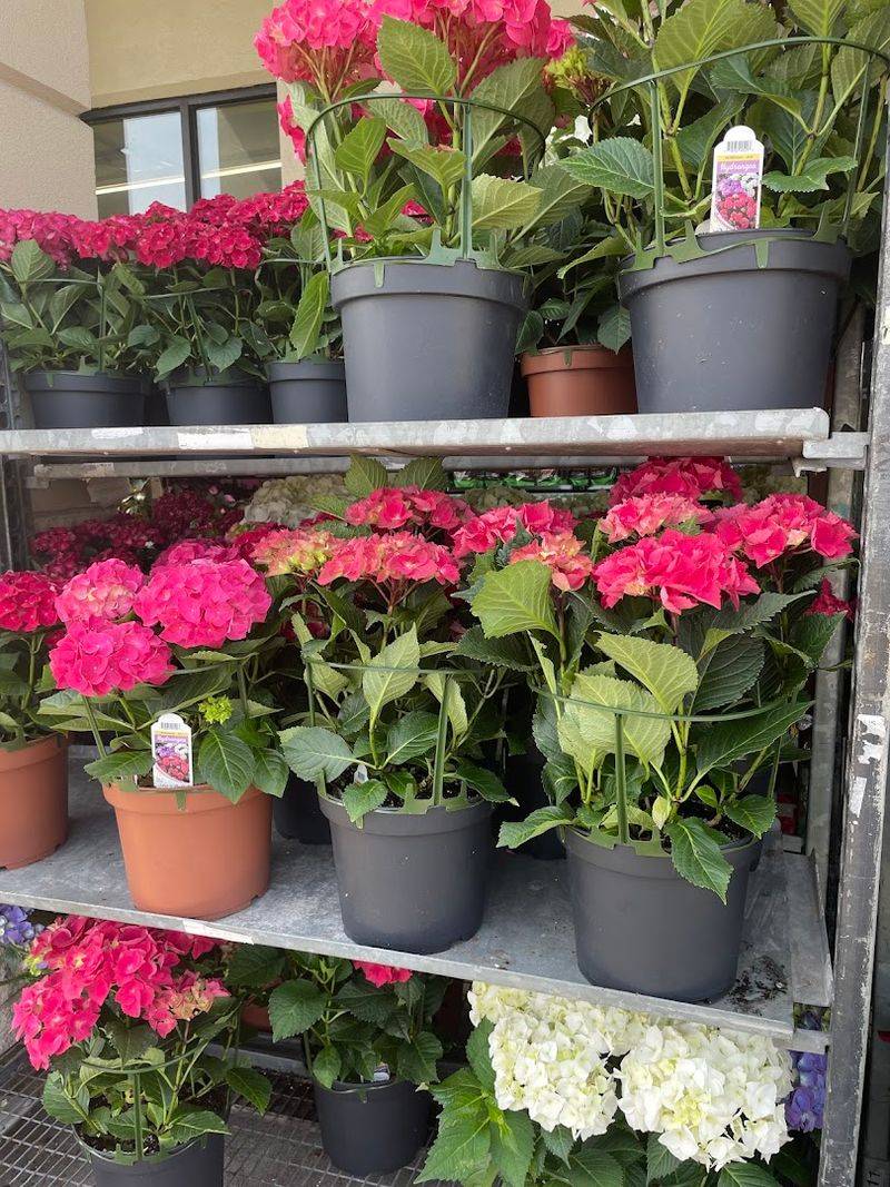 Fresh Flowers That Raise The Bar