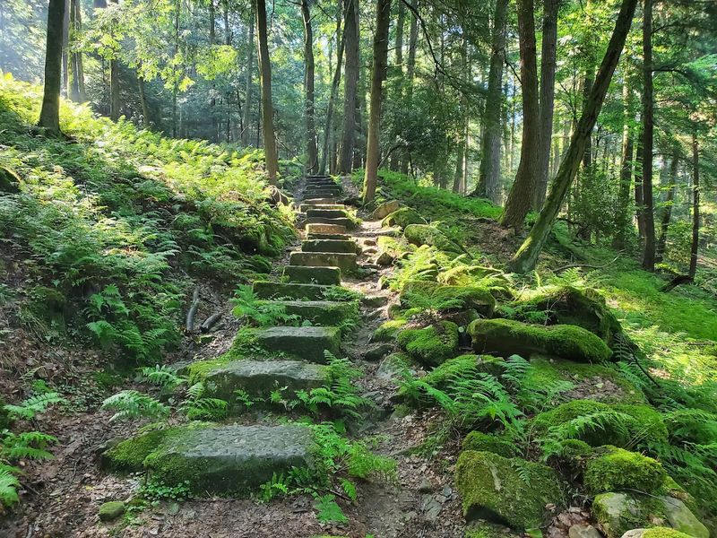 Conservation Efforts For Giants