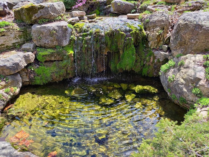 Lily Pads That Become A Seasonal Highlight