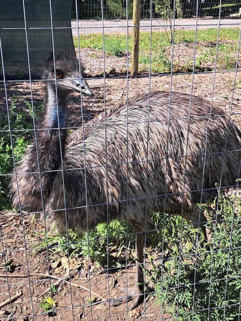 The Animals Beyond The Goats Will Keep You Lingering