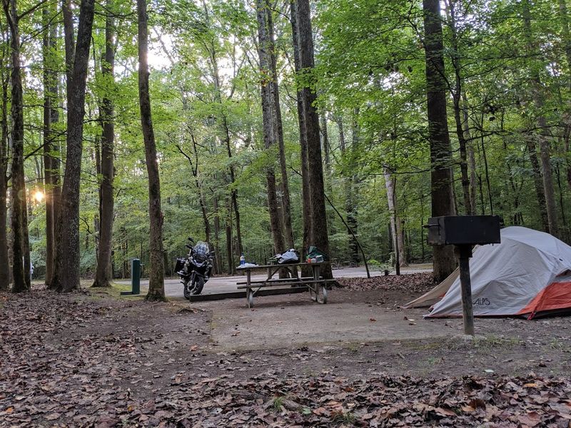 Camping Under A Canopy Of Hardwood Stars