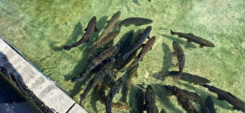 Trout At Every Stage Of Life