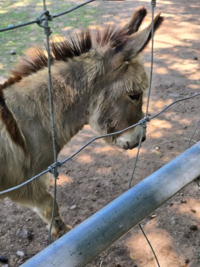 Hourly Animal Presentations That Educate And Entertain
