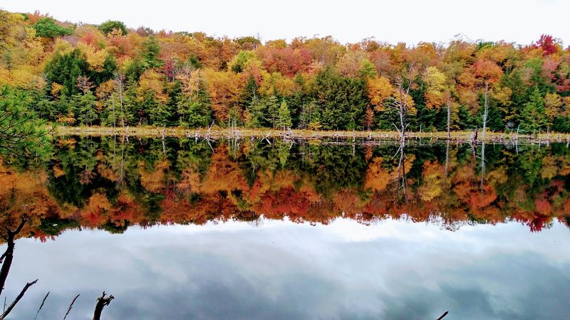 Whaupaunaucau State Forest