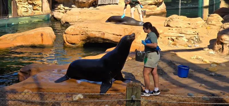 Sea Lion Shows That Draw Crowds Of All Ages