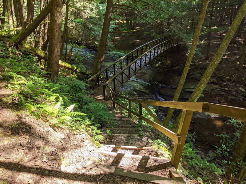 Unique Flora Surrounding Centuries-Old Trees