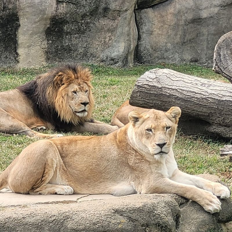 Practical Tips For Planning Your Memphis Zoo Visit