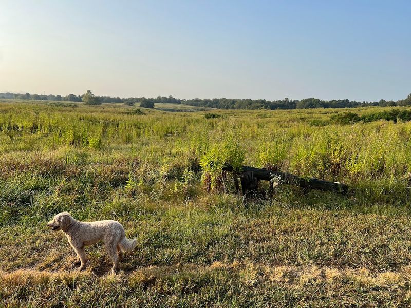 A 100-Acre Off-Leash Playground Unlike Anything You Have Seen Before