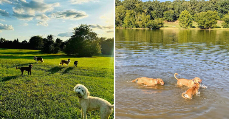 Dogs Run Free And Owners Take It Easy At This Pup-Friendly Destination In Tennessee