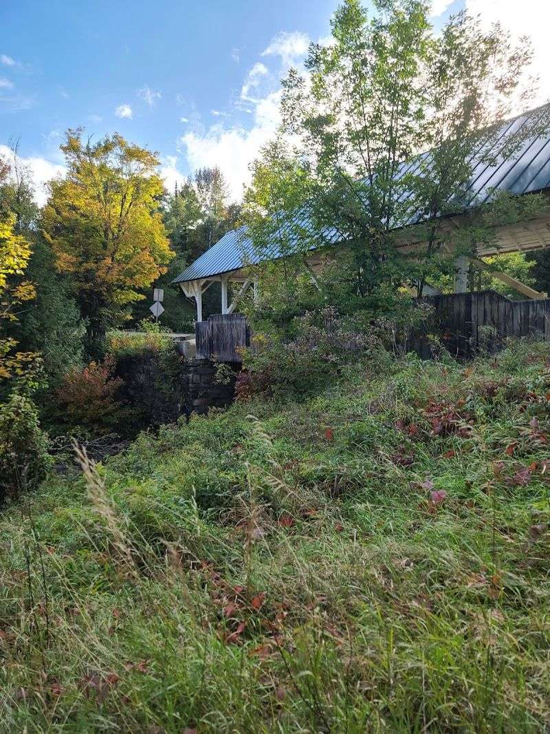 Flora And Fauna Reclaiming Old Settlements