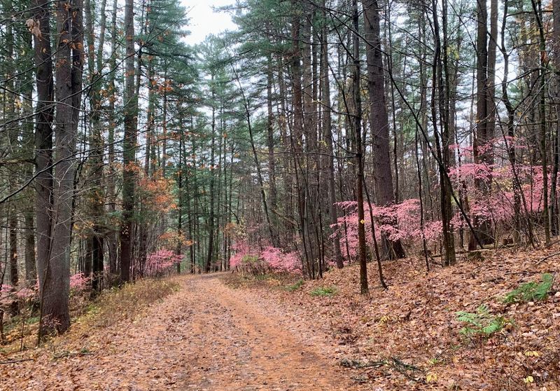 Bear Hole Reservoir Loop, West Springfield