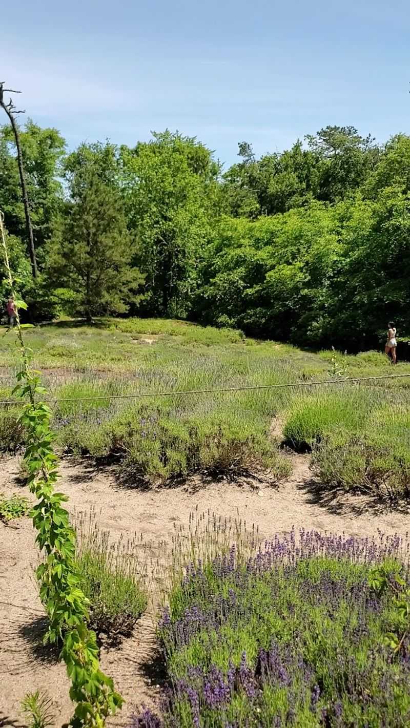 Walking The Trails Through The Lavender Fields