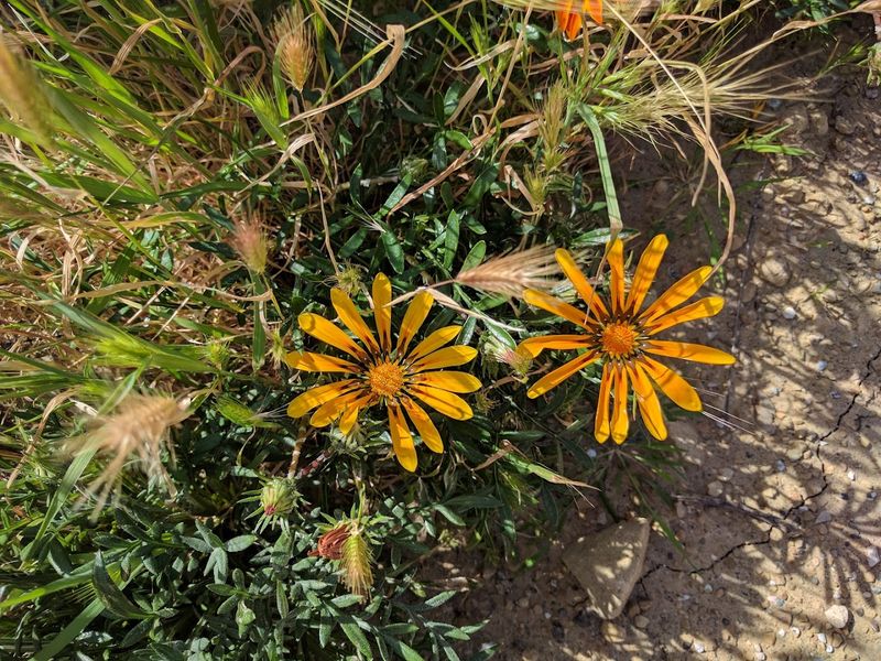 Flora Adaptations Surrounding Beaches
