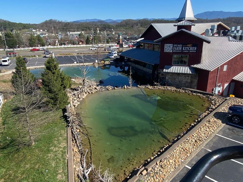 Five Oaks Riding Stables, Sevierville