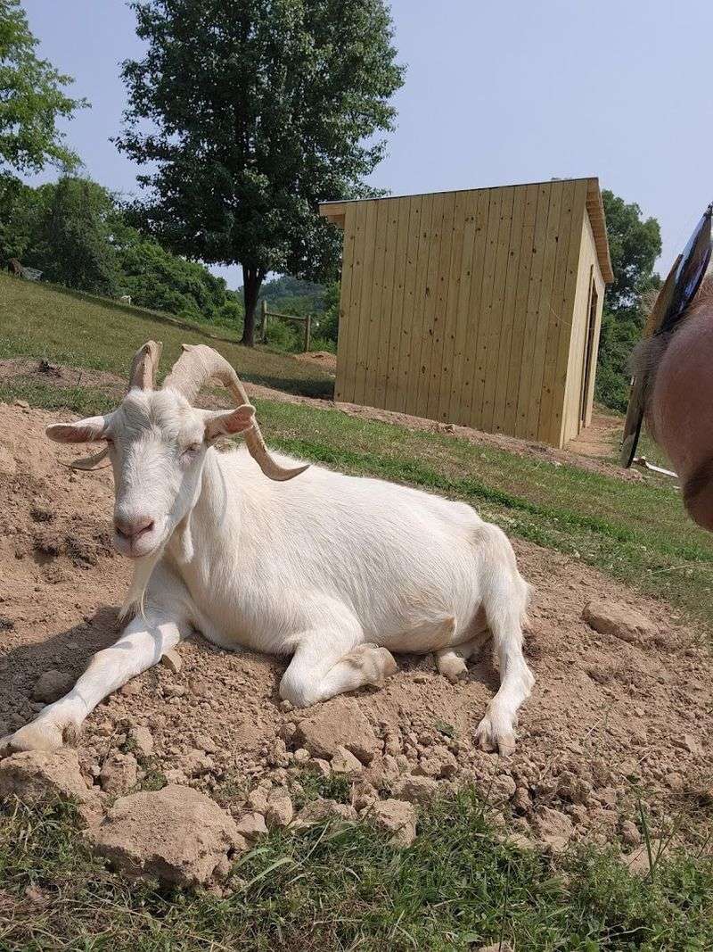 Open Farm Days And How To Plan Your Visit