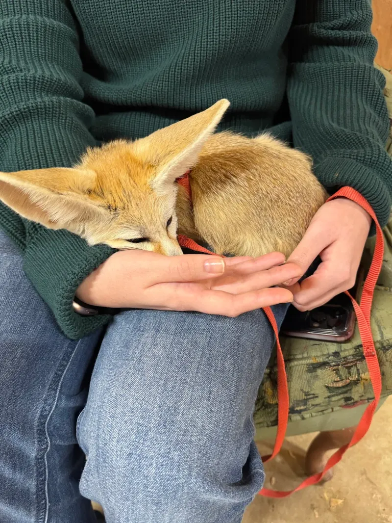 Fennec Fox Encounters That Leave A Lasting Impression