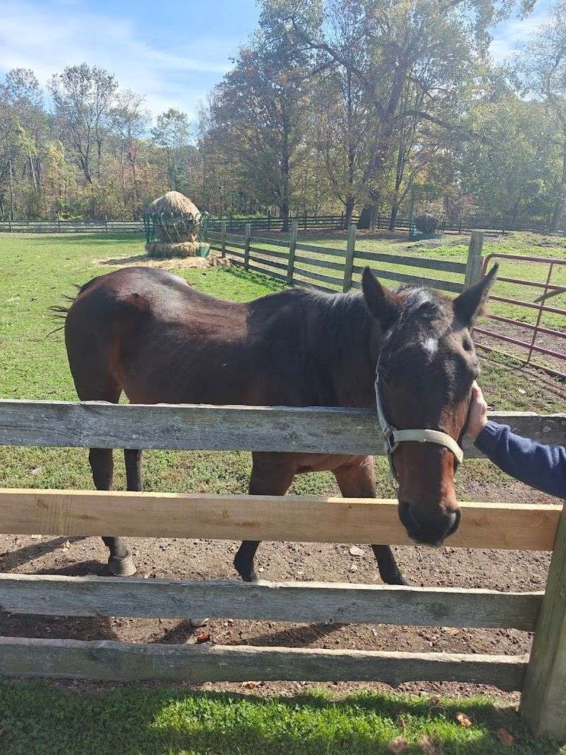 Hand-Feeding Animals Is The True Heart Of The Visit