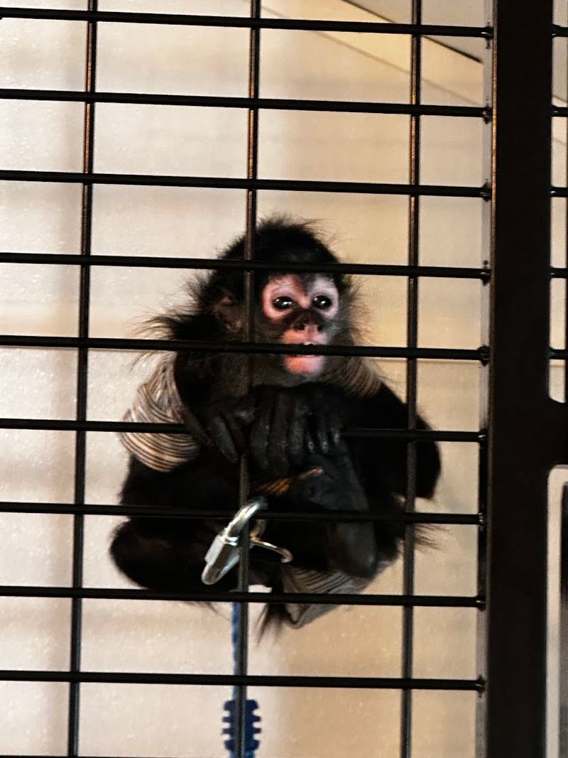 Spider Monkey Experiences That Show The Farm's Flexibility And Heart