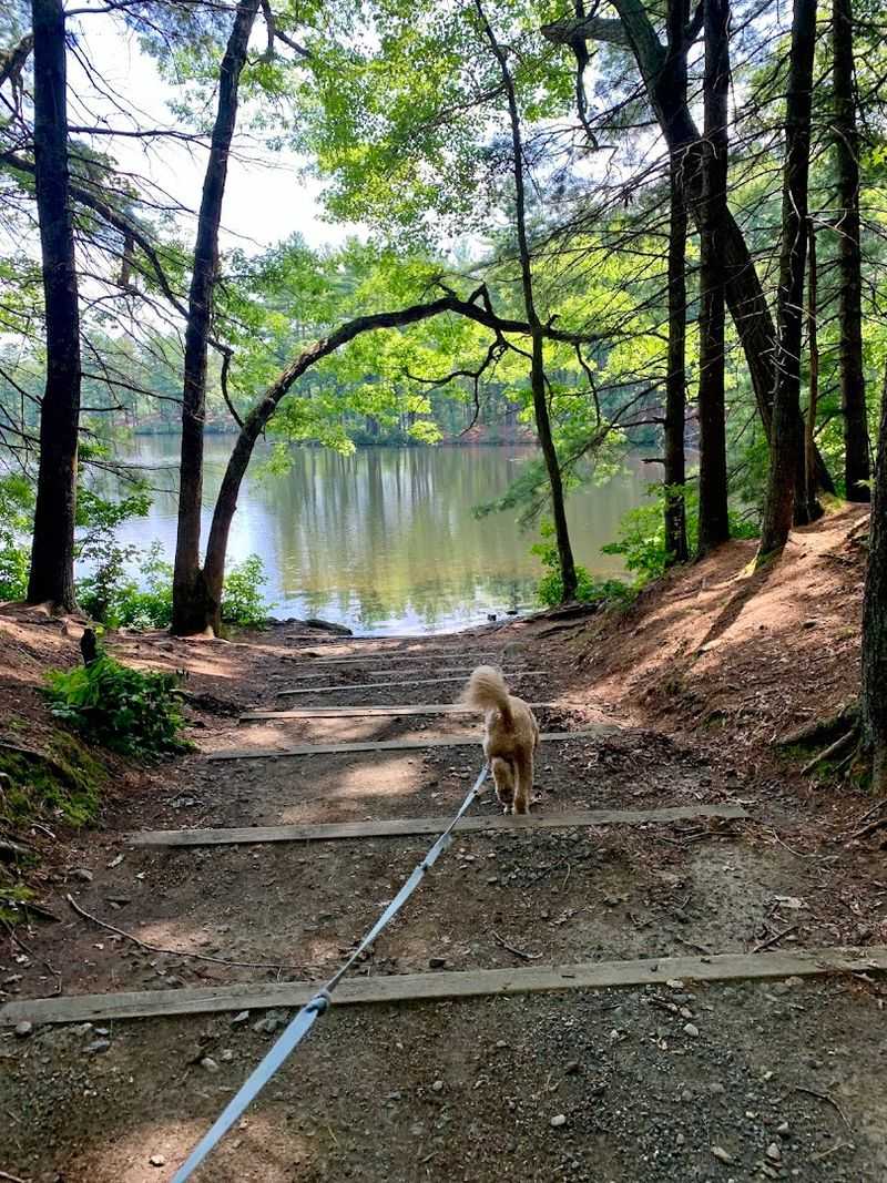 Dog-Friendly Trails That Make Your Pet Equally Happy