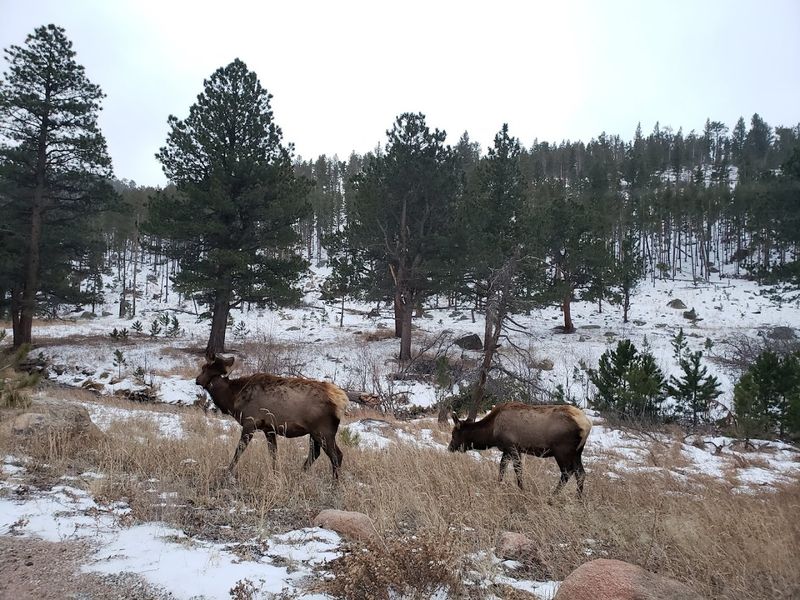 Wildlife Species Commonly Seen In Colorado Meadows