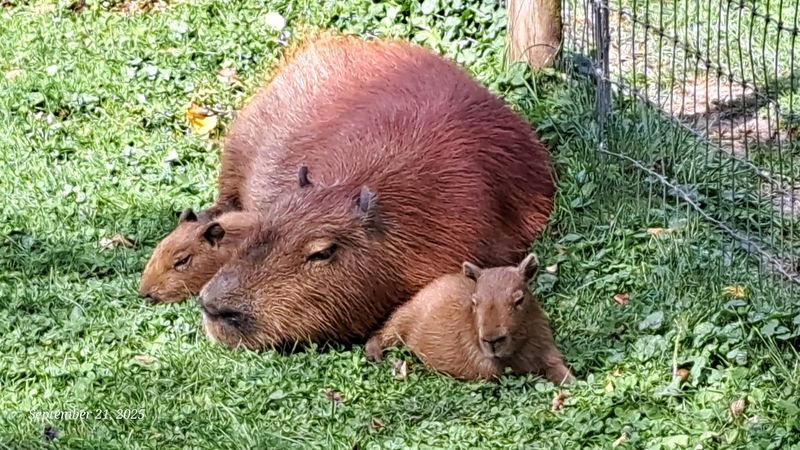 Capybaras, Wallabies, And Animals You Rarely Encounter