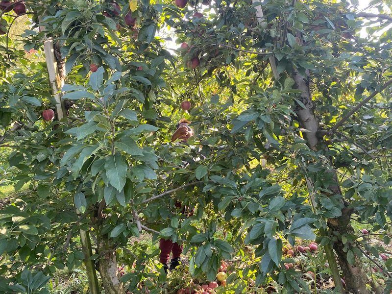 The Farmers Market Scene That Locals Treat Like A Weekly Ritual