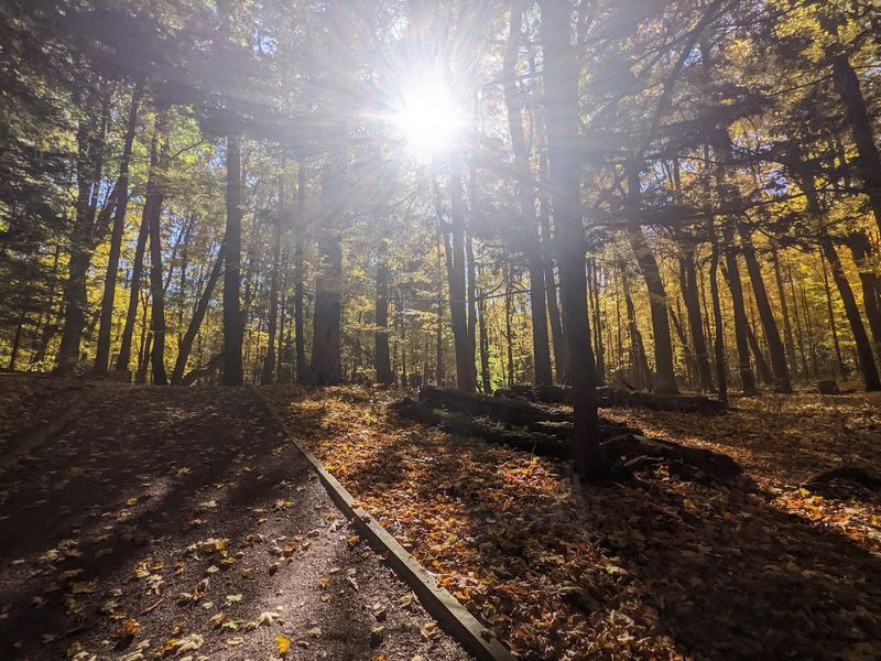 What The Trees Can Teach You If You Slow Down Long Enough