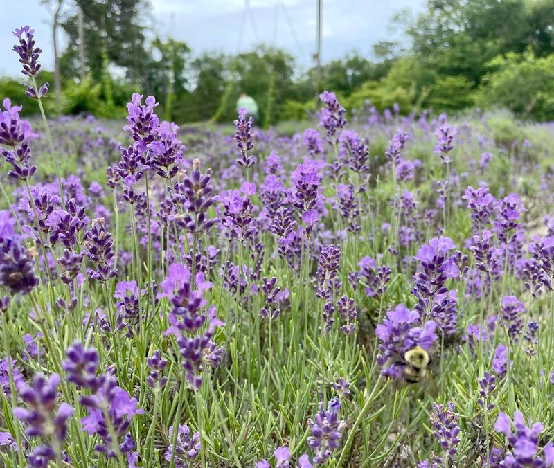 What Seven Thousand Lavender Plants Actually Look Like