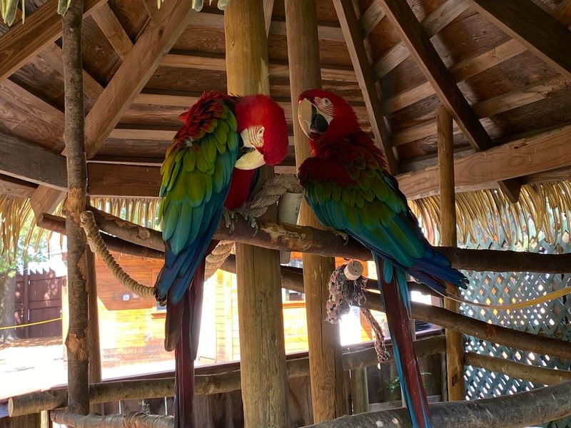 Walk-Through Parakeet Aviary With Free-Flying Birds