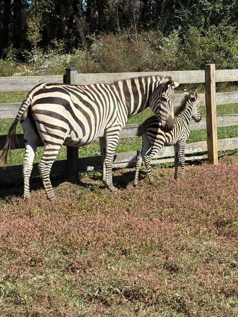 Farm Tours That Introduce You To Animals You Never Expected To Meet