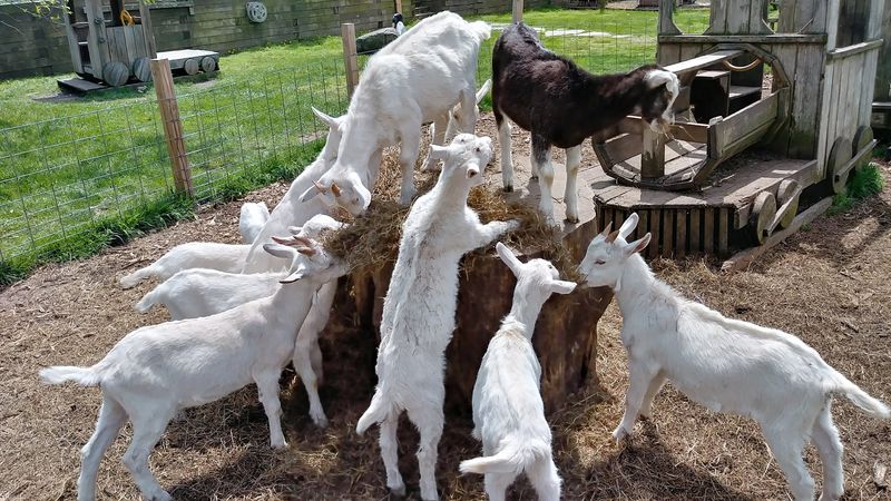 Bottle Feeding Baby Goats Is Every Bit As Fun As It Sounds
