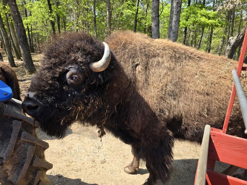 The Animals That Steal Every Visit