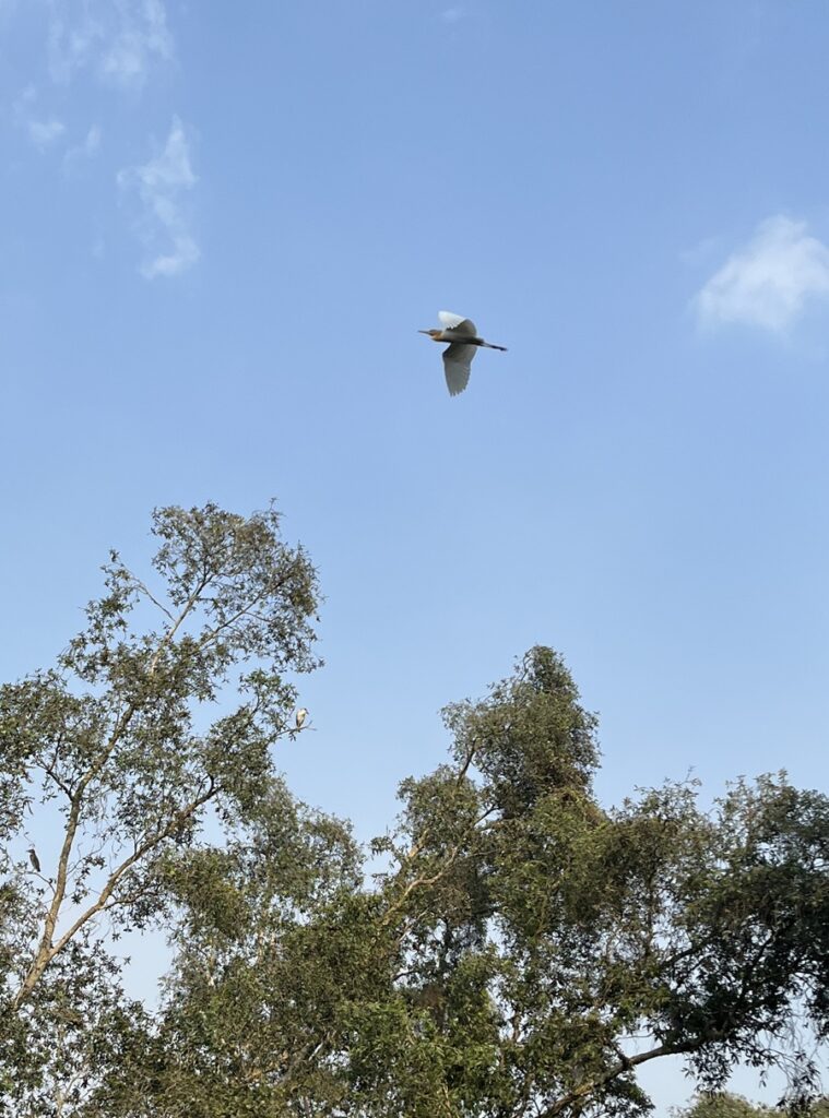 Heron flies over bird sanctuary in Mekong Delta region of Vietnam