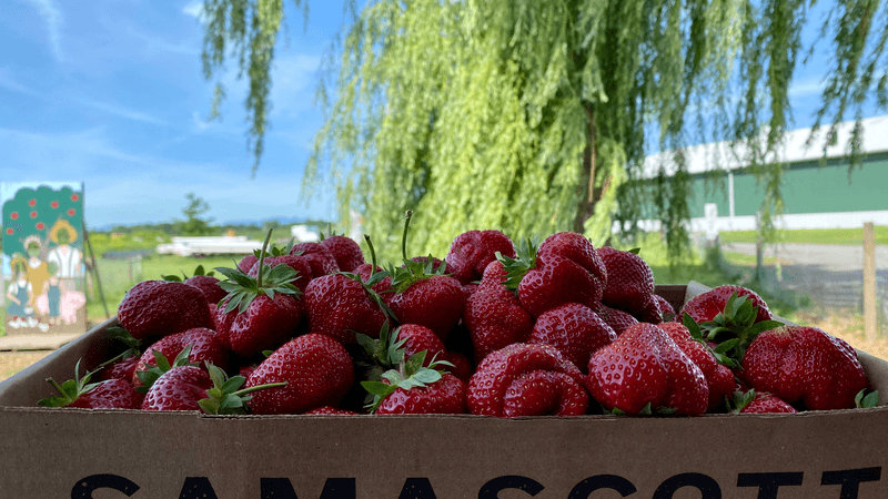 Samascott Orchards