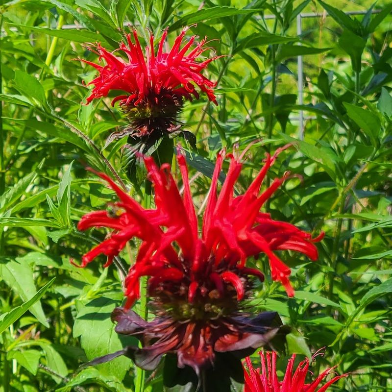 Regional Biodiversity