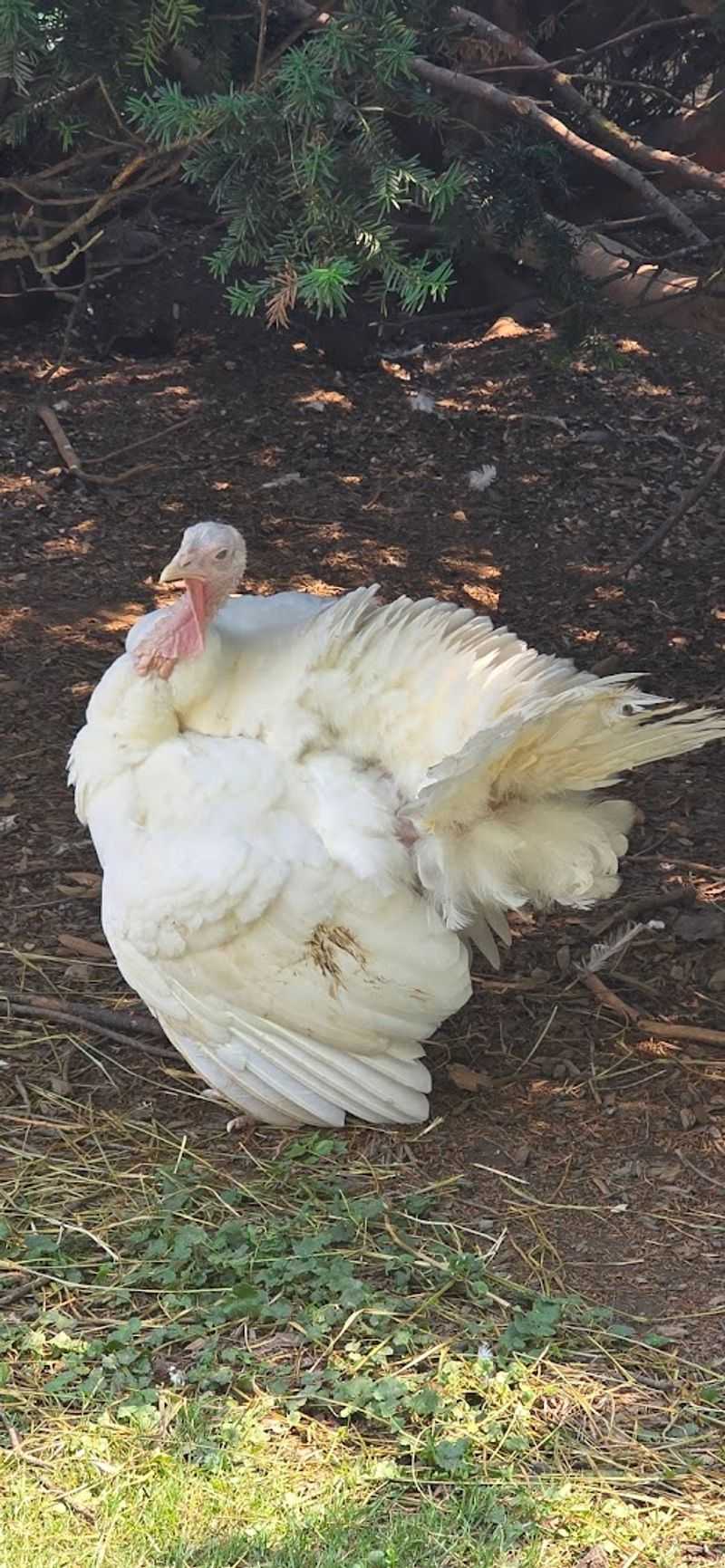 Peacocks, Free-Range Chickens, And The Unexpected Wanderers