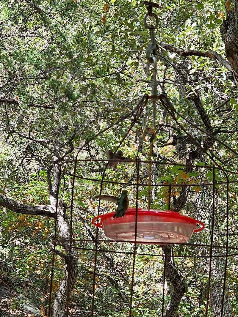 The Best Time To Visit For Peak Hummingbird Activity