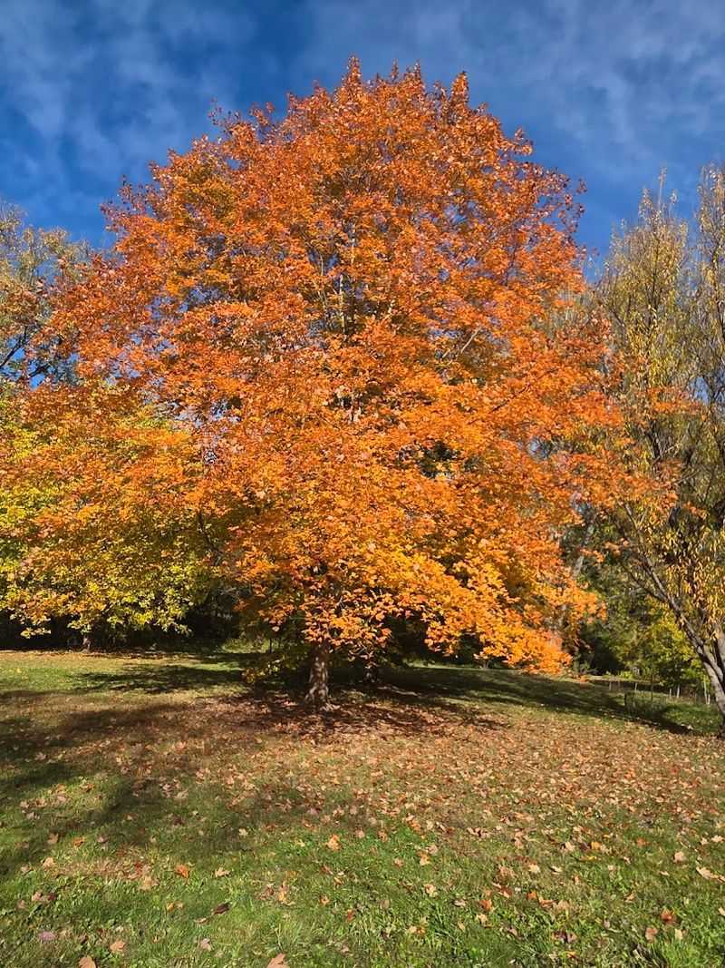 Why Regulars Keep Coming Back Season After Season