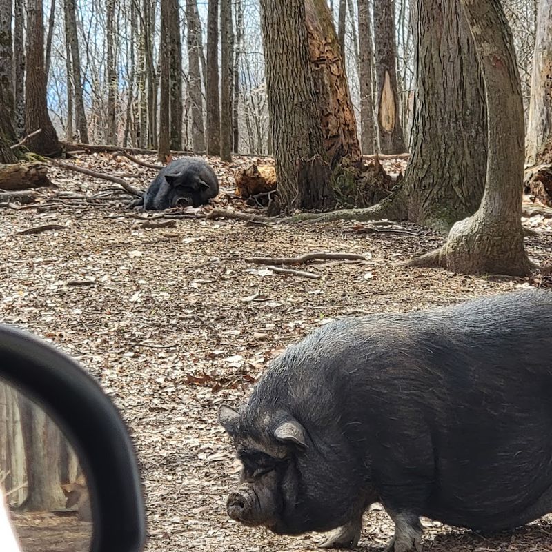 Perfect For Families, Couples, And School Groups