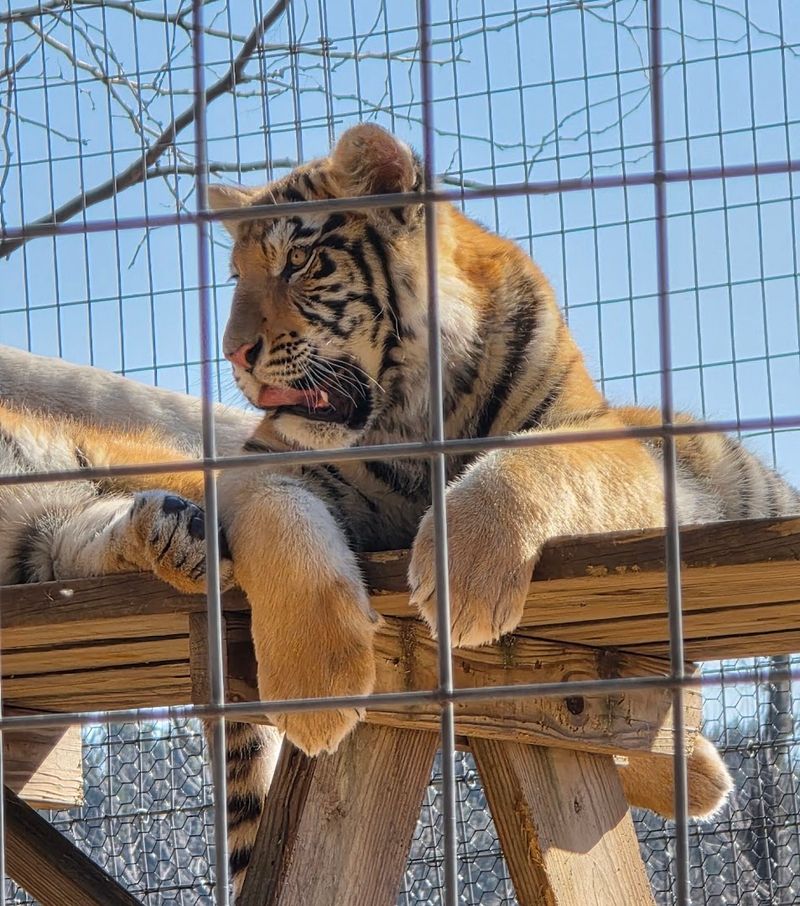 Animals You'll See Up Close