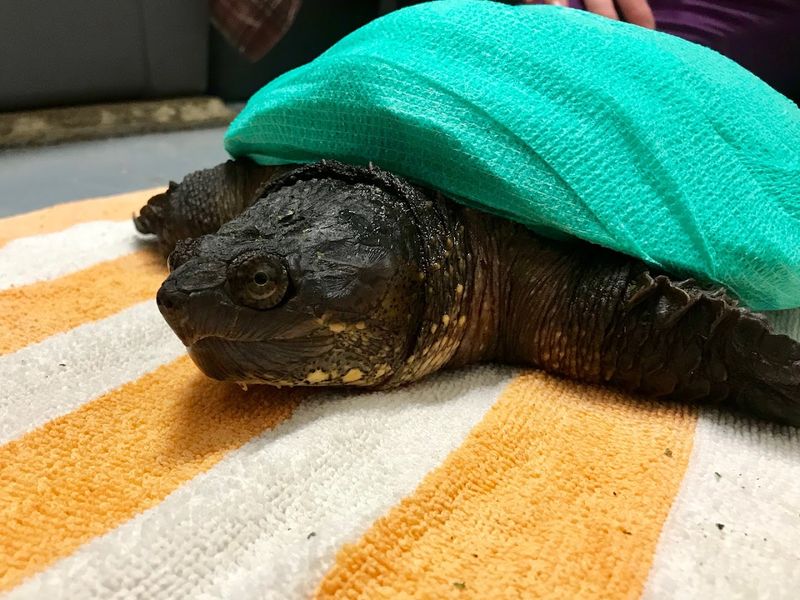 The Remarkable Range Of Species That Arrive At The Center Each Year